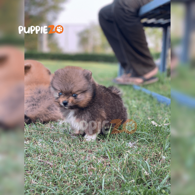 Toy Pom at the best price in India