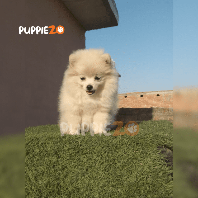 Buy Toy Pom Puppies in white color playful and charming