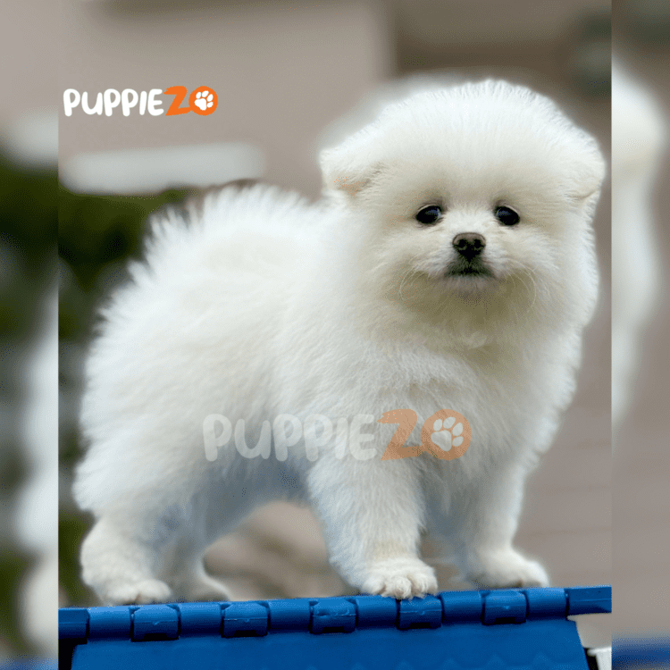 Buy Toy Pom Puppies in white color with tiny tose