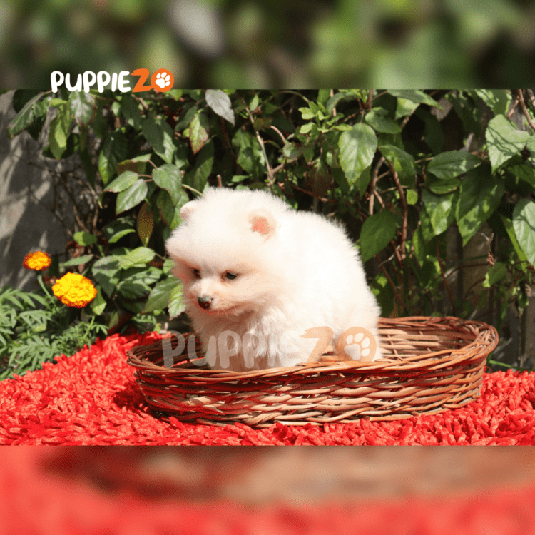 Buy Toy Pom Puppies in white color with tiny tose and big smile