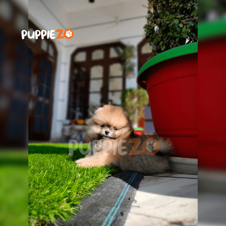Buy Toy Pom Puppies in brown color