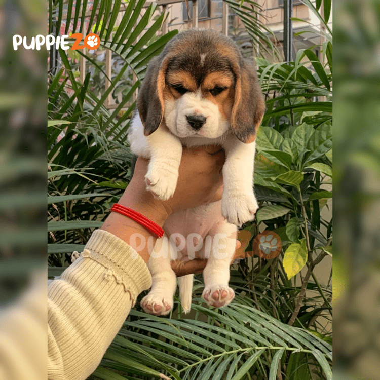 Beagle puppies for sale are ready in our hands, happy and joyful
