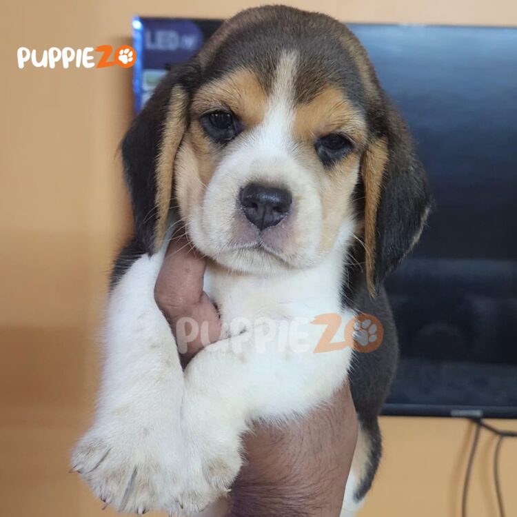 Beagle puppies for sale are ready in our hands, happy and joyful
