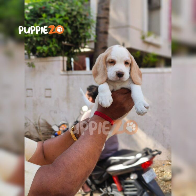 Beagle puppies for sale are ready in our hands, happy and joyful