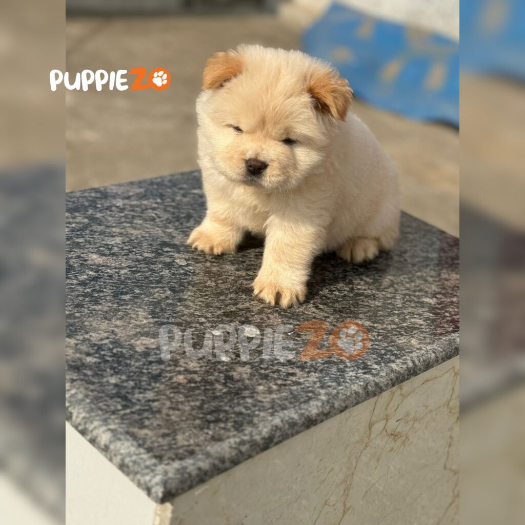 buy-dogs-online-puppies-dogs-for-sale-in-delhi-ncr-india