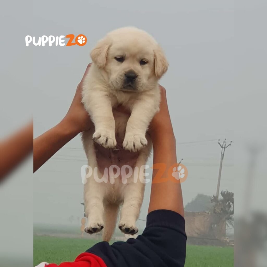 Labrador India Labrador Retriever Black Puppies For Sale in India At Best Prices ...