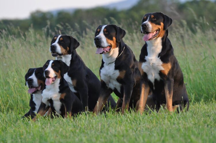 Greater Swiss Mountain Dog Puppies For Sale