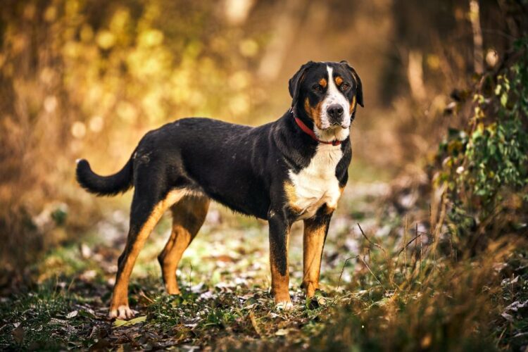 Greater Swiss Mountain Dog Puppies For Sale