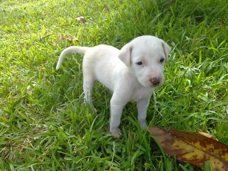 Rajapalayam Puppies for sale near me in India