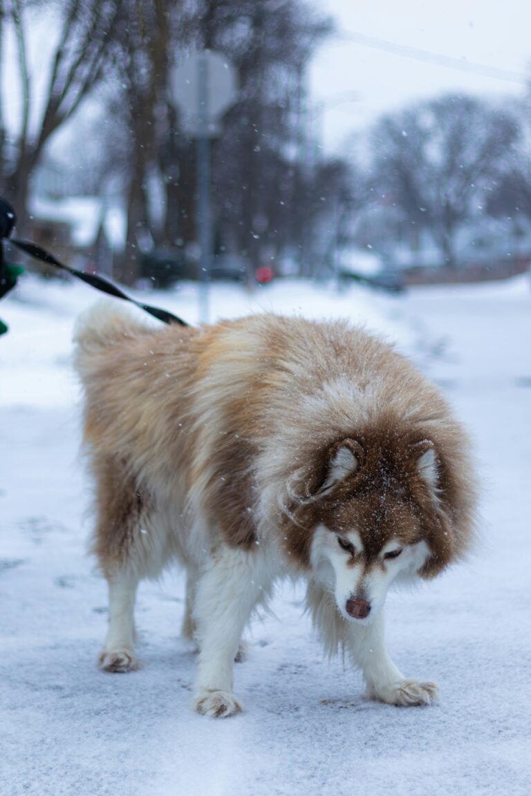Alaskan Malamute Giant Puppies near me