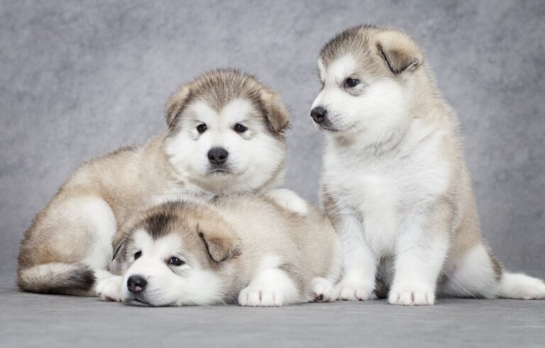 Buy Alaskan Malamute puppies Delhi, India