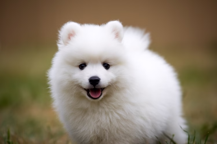 American Eskimo Dog Puppies For Sale