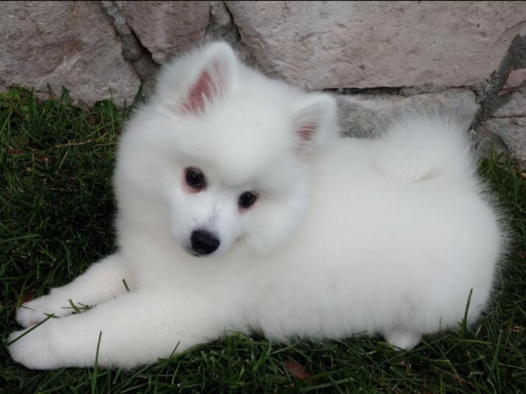 American Eskimo Dog Puppies For Sale