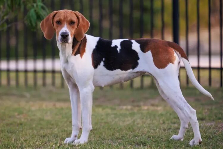American Foxhound Puppies For Sale