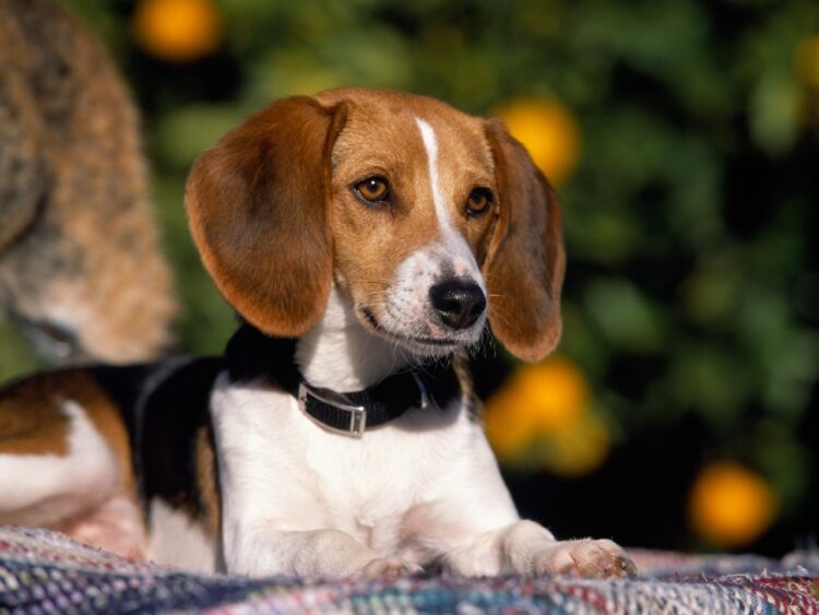 American Foxhound Puppies For Sale