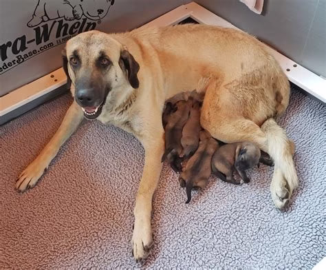 Anatolian Shepherd Dog Puppies in delhi