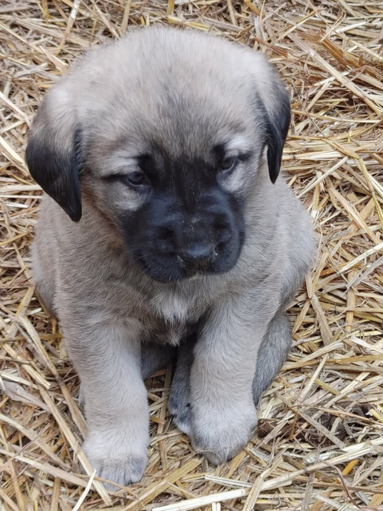 Anatolian Shepherd Dog Puppies near me