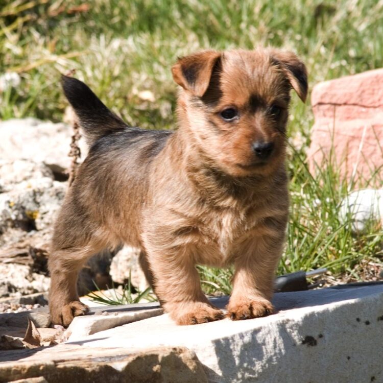 Australian Terrier Puppies For Sale