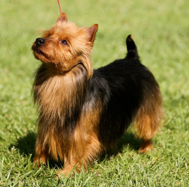Australian Terrier Puppies For Sale