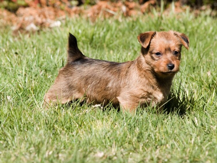 Australian Terrier Puppies For Sale
