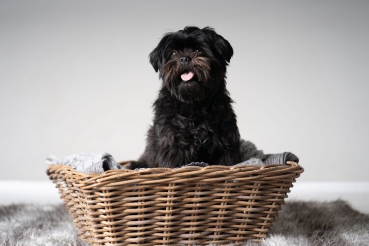 Affenpinscher Puppies For Sale