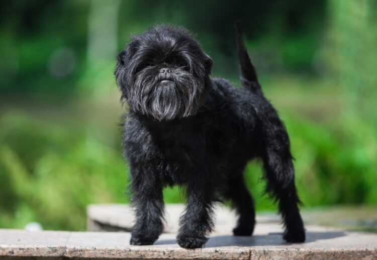 Affenpinscher Puppies For Sale