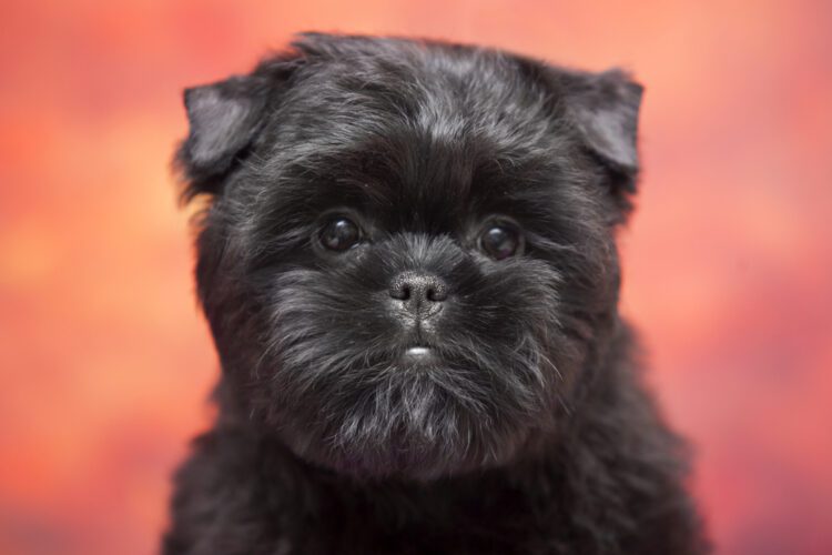 Affenpinscher Puppies For Sale