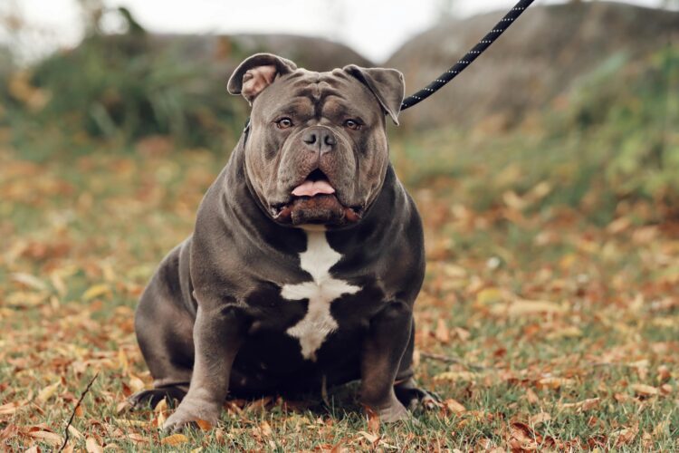 American Bully Classic Puppies For Sale