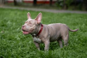 American Bully in india