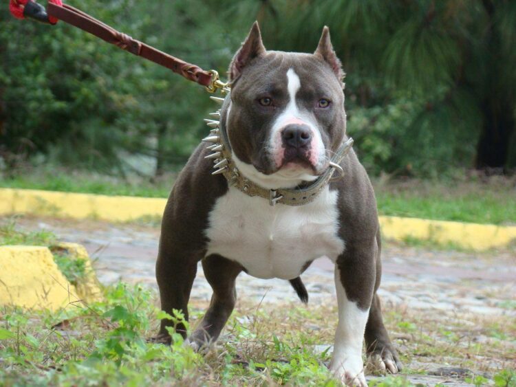 American Bully Xl Puppies For Sale