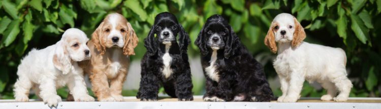 American Cocker Spaniel Puppies For Sale