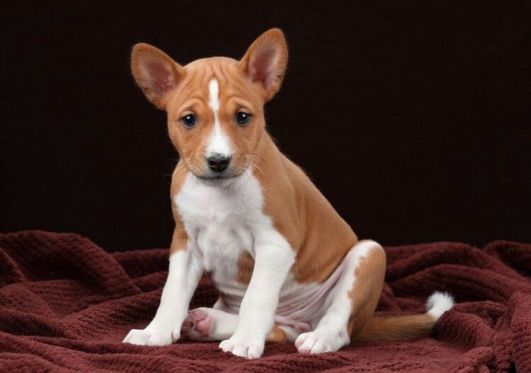Basenji Puppies For Sale