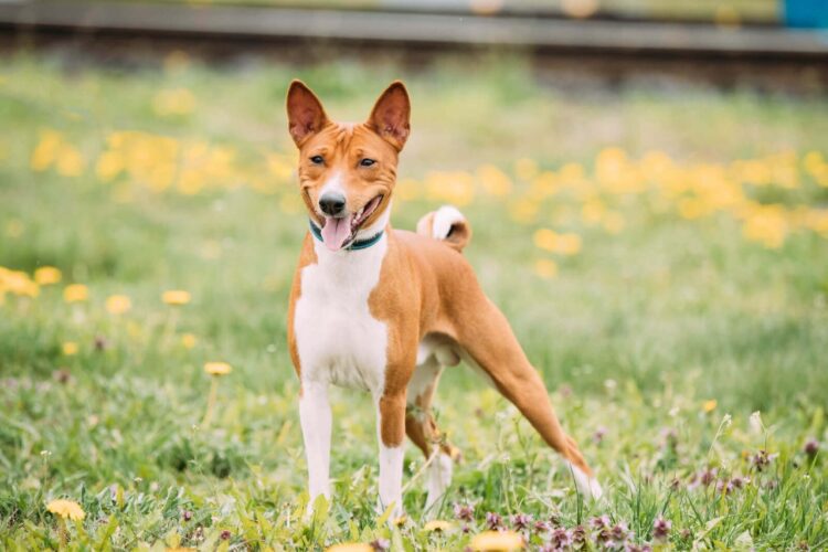 Basenji Puppies For Sale