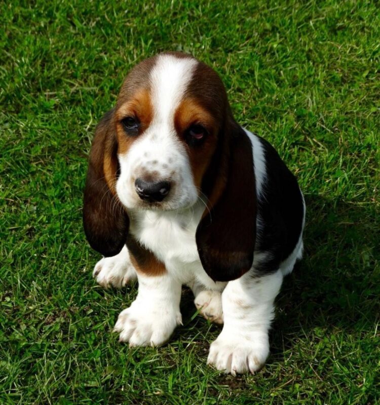 Buy Basset Hound Puppies in Delhi, India