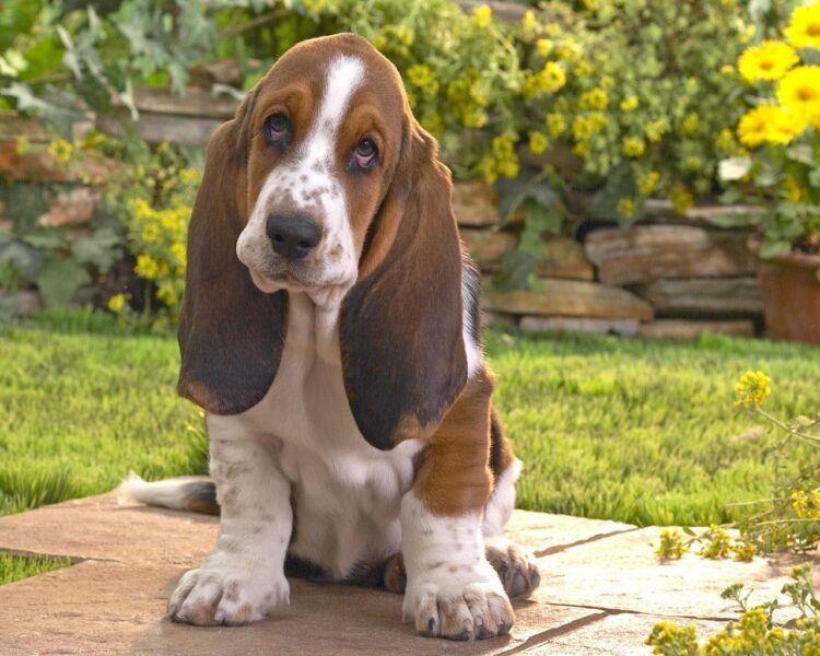 Registered Basset Hound Puppies for sale near me