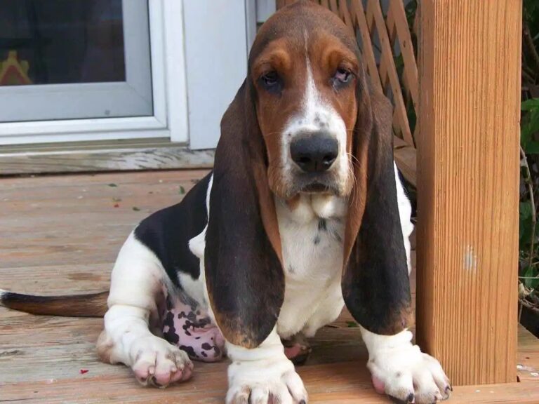 Buy Basset Hound Puppies near me- vaccinated
