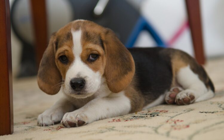 Vaccinated Beagle Puppies For Sale in India