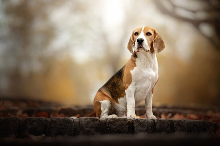 Beagle Puppies For Sale inear me in Delhi