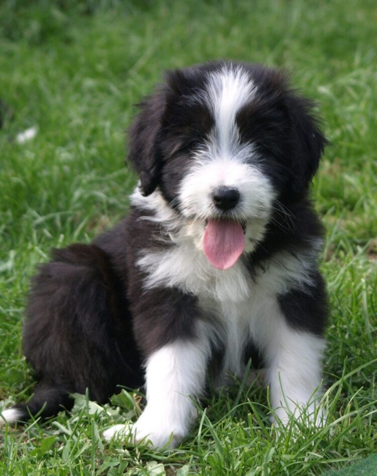 Bearded Collie Puppies For Sale