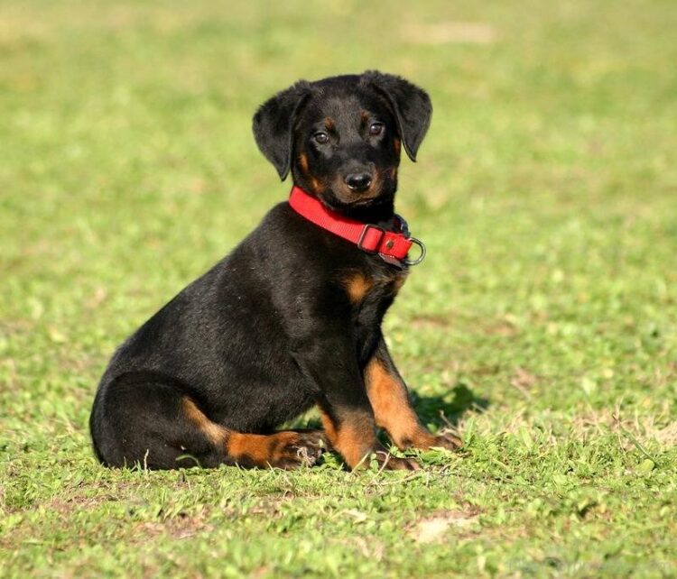 Beauceron Puppies For Sale