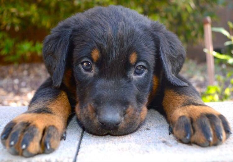 Beauceron Puppies For Sale