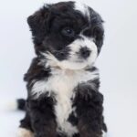 Bernedoodle foe sale