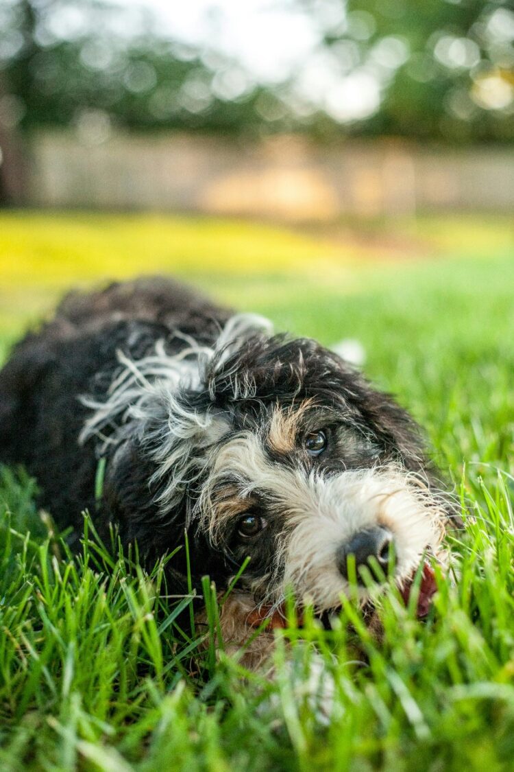 Bernedoodle in india