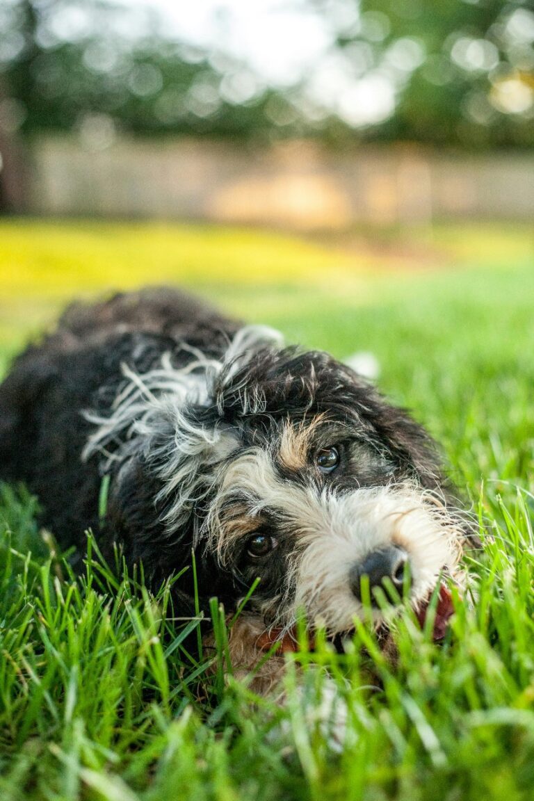 Bernedoodle in india