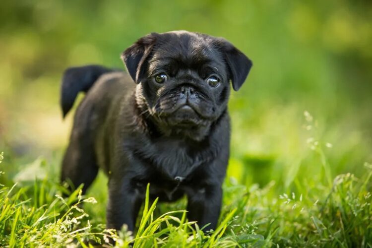 Black Pug Puppies in delhi
