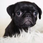 Black Pug Puppies For Sale