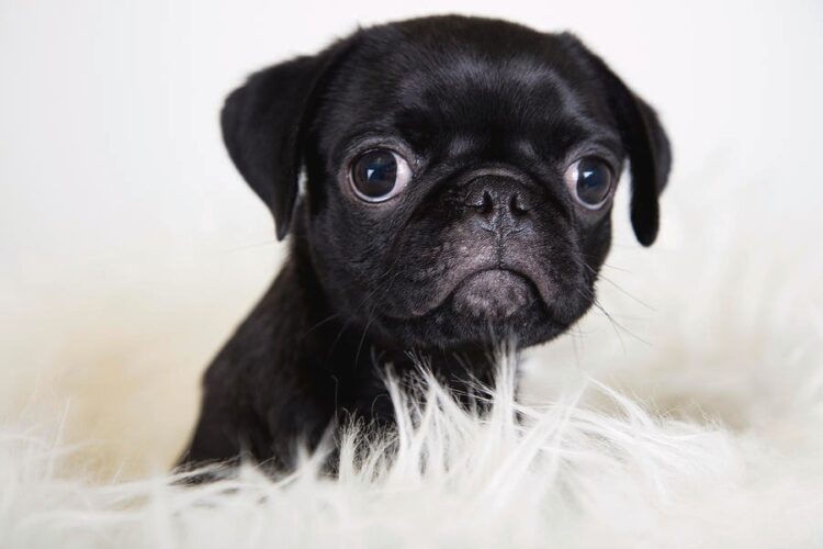 Black Pug Puppies For Sale