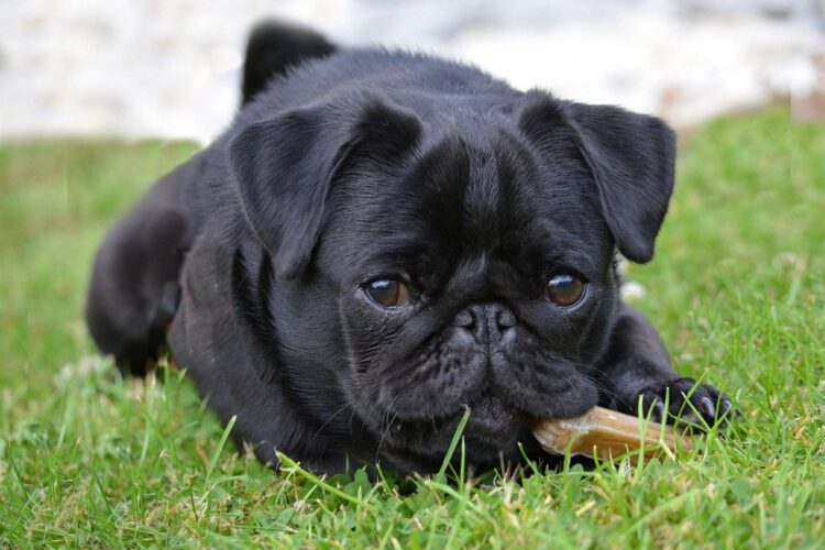 Black Pug Puppies near me
