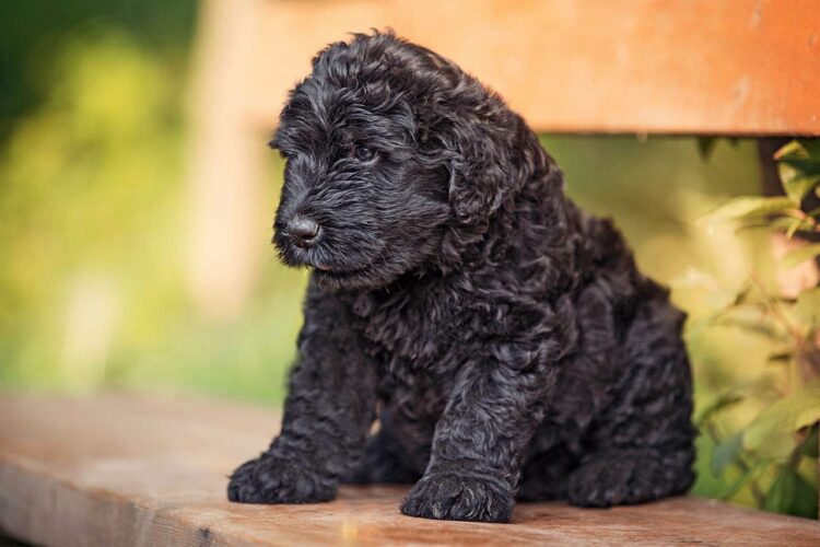 Black Russian Terrier Puppies For Sale