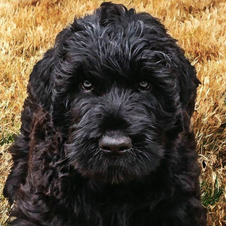 Black Russian Terrier Puppies For Sale